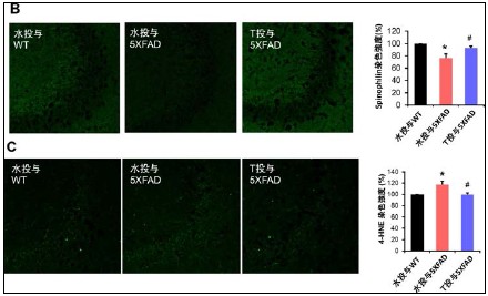 B.チロソールを20週間投与した5XFADマウスでは、海馬（CA3）におけるシナプス特異的タンパク質スピノフィリンの染色性低下の抑制がみられ、CA1、歯状回でもほぼ同様であった。（シナプス障害の抑制） /チロソールを20週間投与した5XFADマウスでは、海馬（CA3）における4-HNEの染色性上昇が抑制された。（酸化ストレスの抑制）