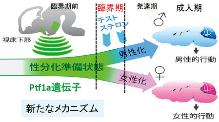 男性脳・女性脳をつくる新たなメカニズムの解明