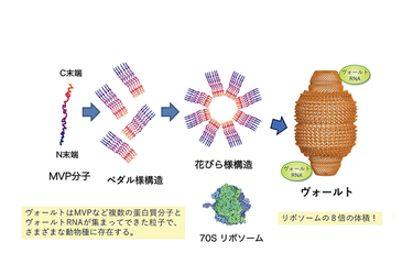 脳のなかのシナプスを作る新しい仕組みを発見