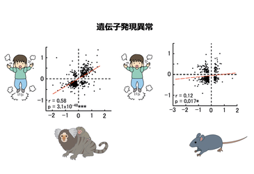 世界で初めての自閉症モデルマーモセットの開発