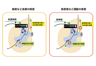 神経疾患により障害を受けた感覚運動機能の再建を目指す