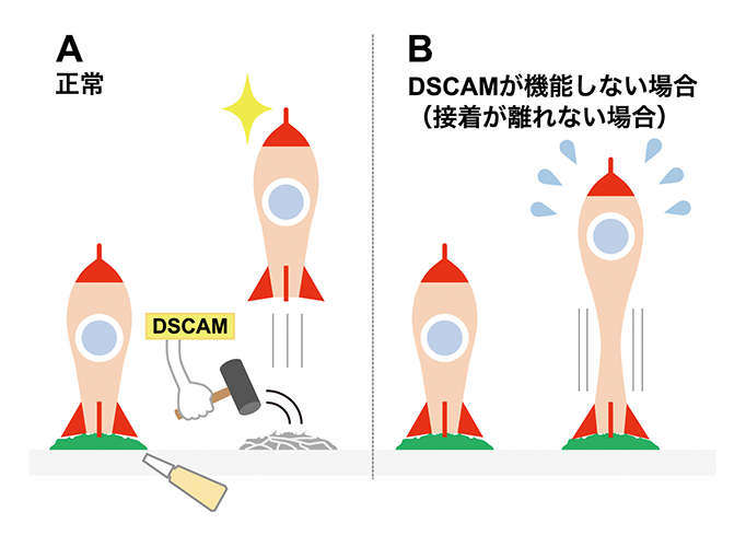 正常な神経細胞(A)とDSCAMが機能しない神経細胞(B)の離脱様式の違い　イメージ図