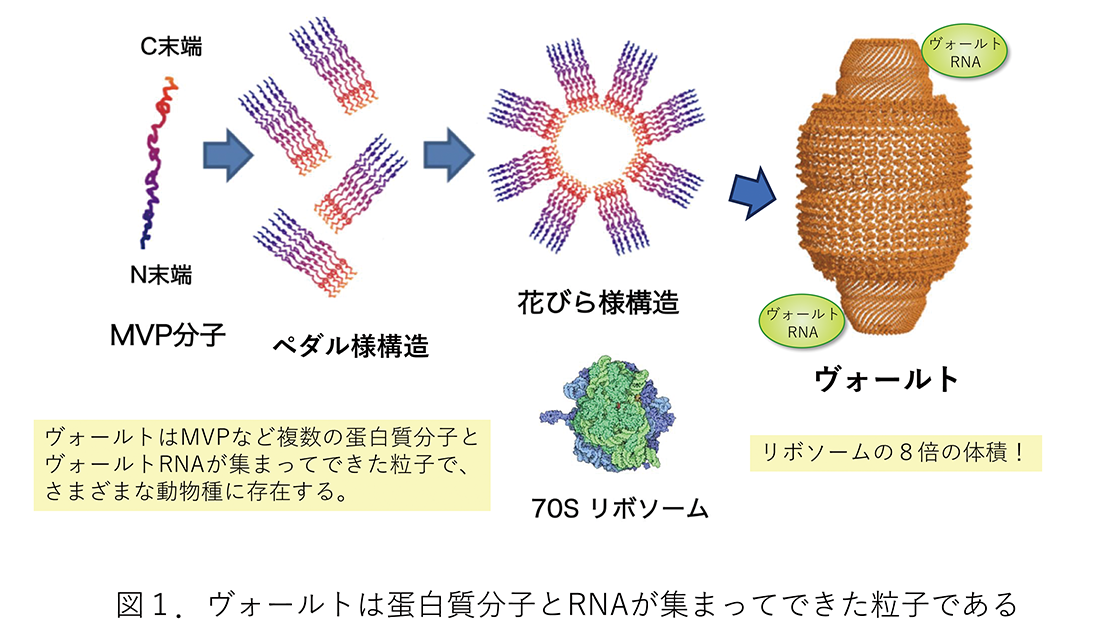 粒子ヴォールトの図解