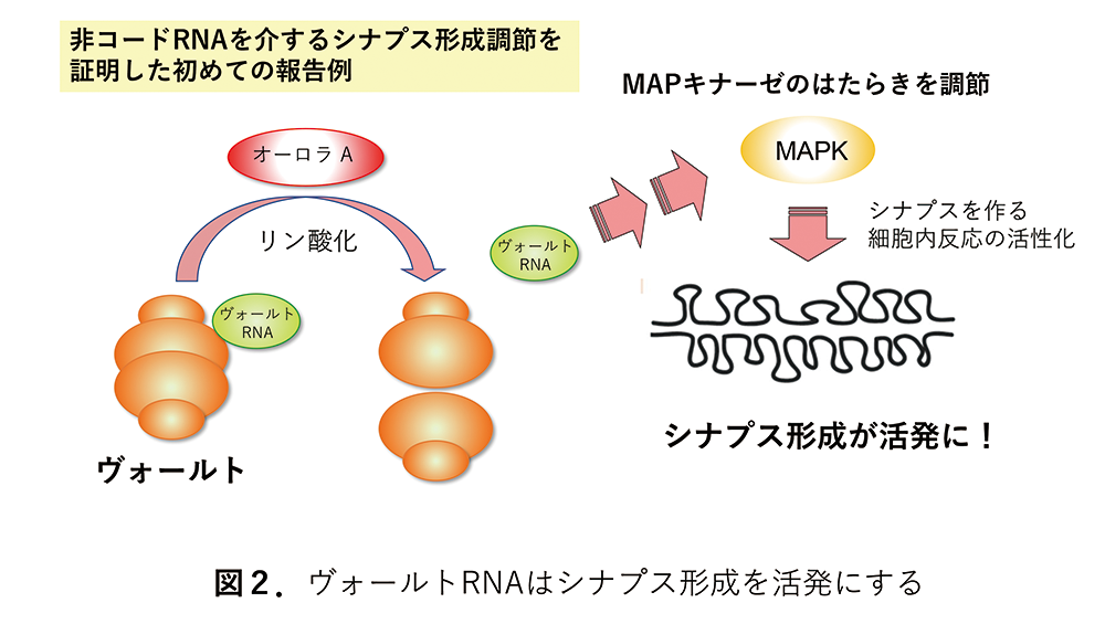 ヴォールトRNAがシナプスを活発にする図解