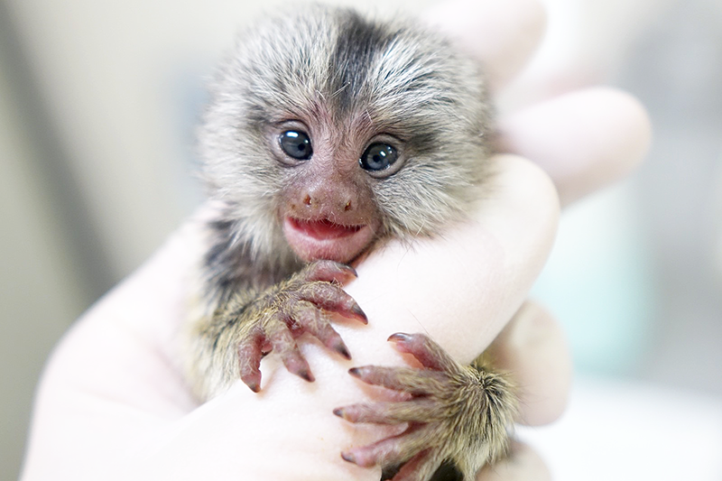 新しい実験動物をつくり新しい治療法をみつける