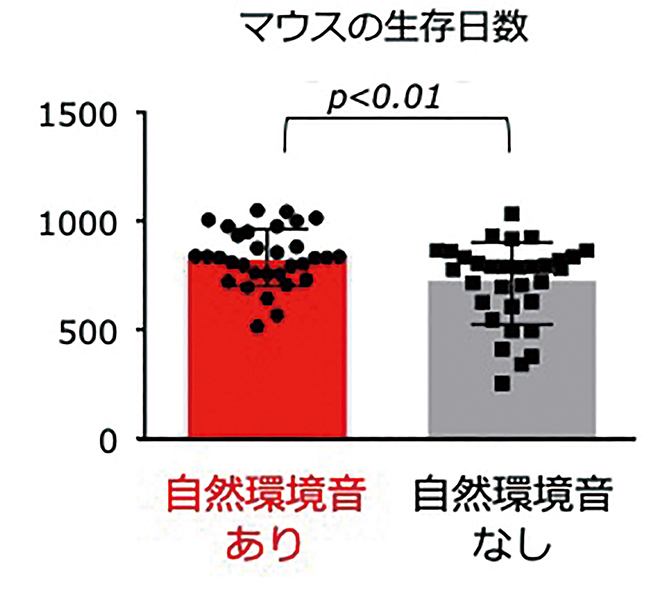 自然環境音を聴かせながら育てたマウスは自然寿命が延びる