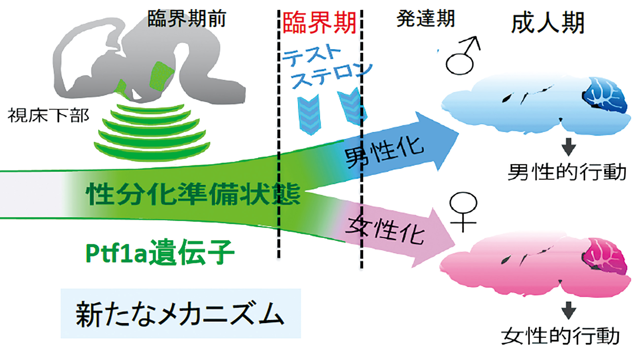 男性脳・女性脳の発達に関する解説図