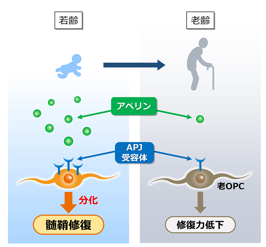 老齢マウスにおける神経回路の修復効果の実験結果の図解