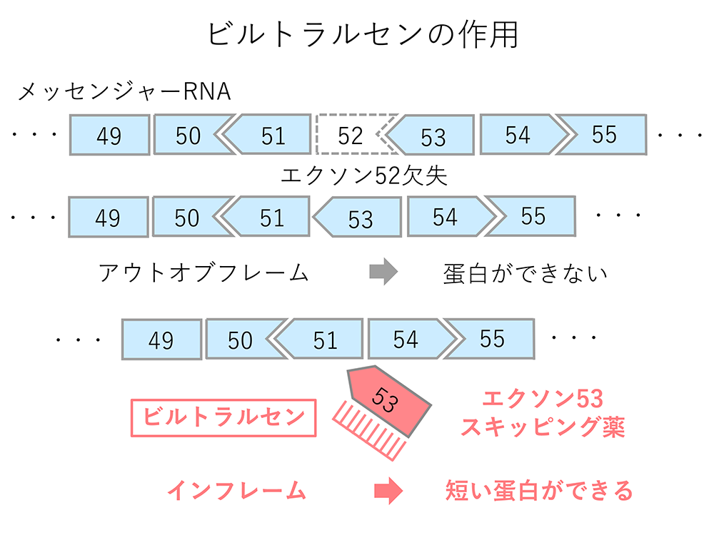 ビルトラルセンの作用　図解