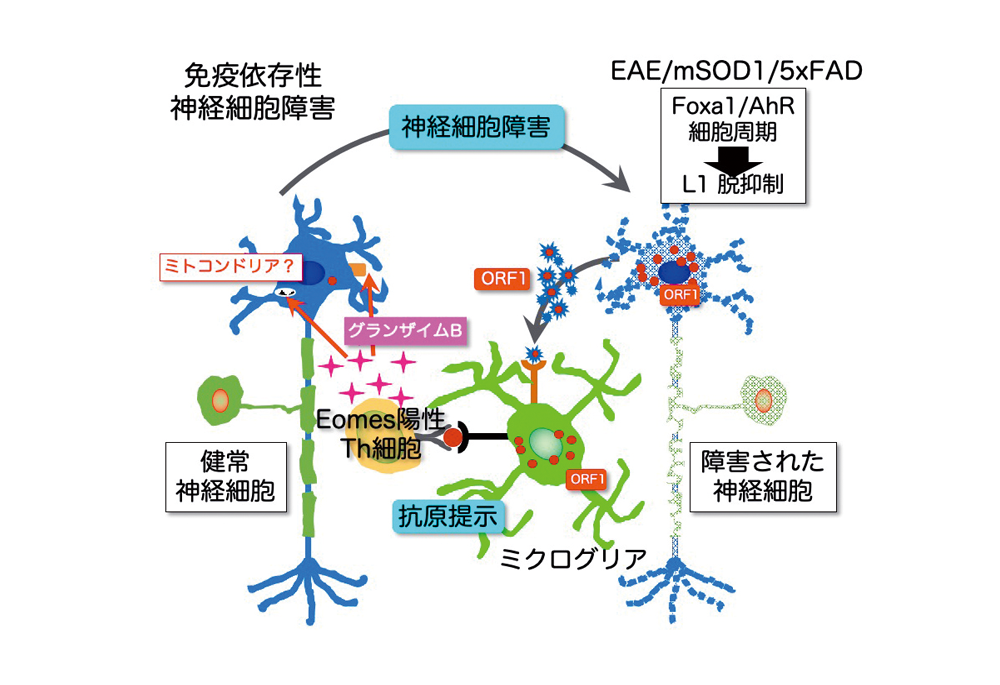 免疫異常が引き起こす神経難病の病原性細胞を発見