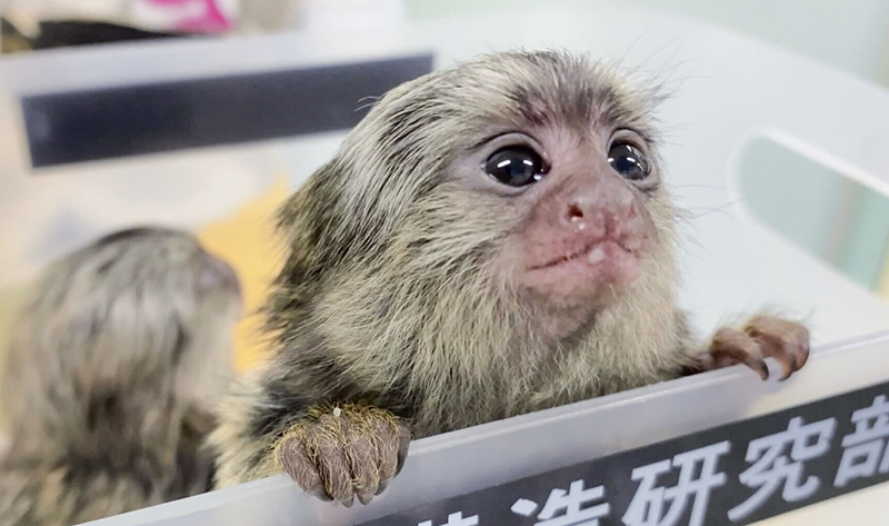 自閉症モデルマーモセットの写真
