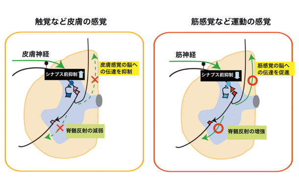 図1:脊髄における感覚信号の調整
