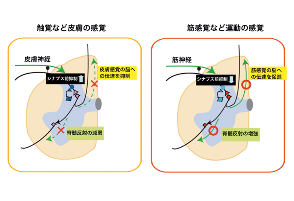 神経疾患により障害を受けた感覚運動機能の再建を目指す