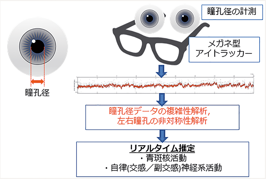 図1:アイトラッカーを使った非侵襲的な神経生理機能センシングの説明図