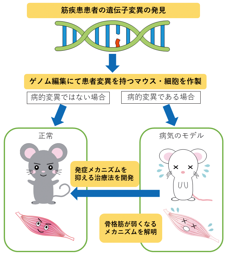図1:遺伝子変異の発見から疾患モデルの作製、病態解析にいたる研究ストラテジーの図