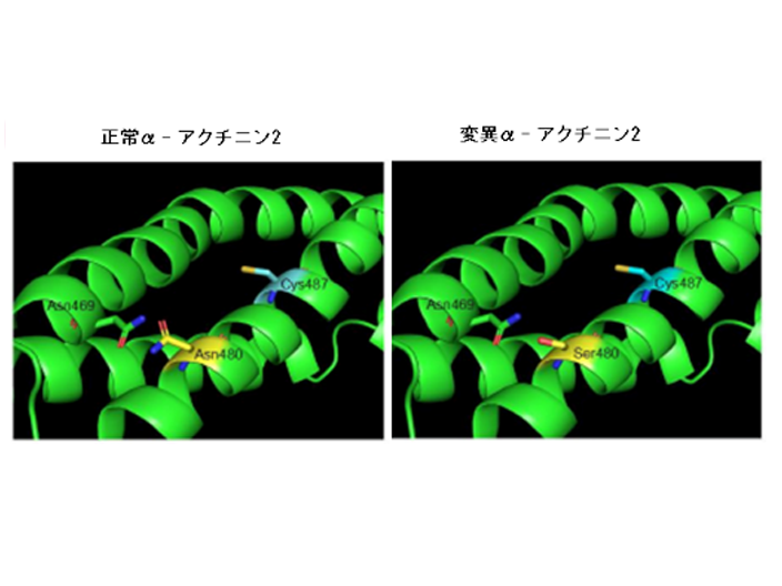 筋疾患の遺伝子変異を特定し 病気のメカニズムに迫る