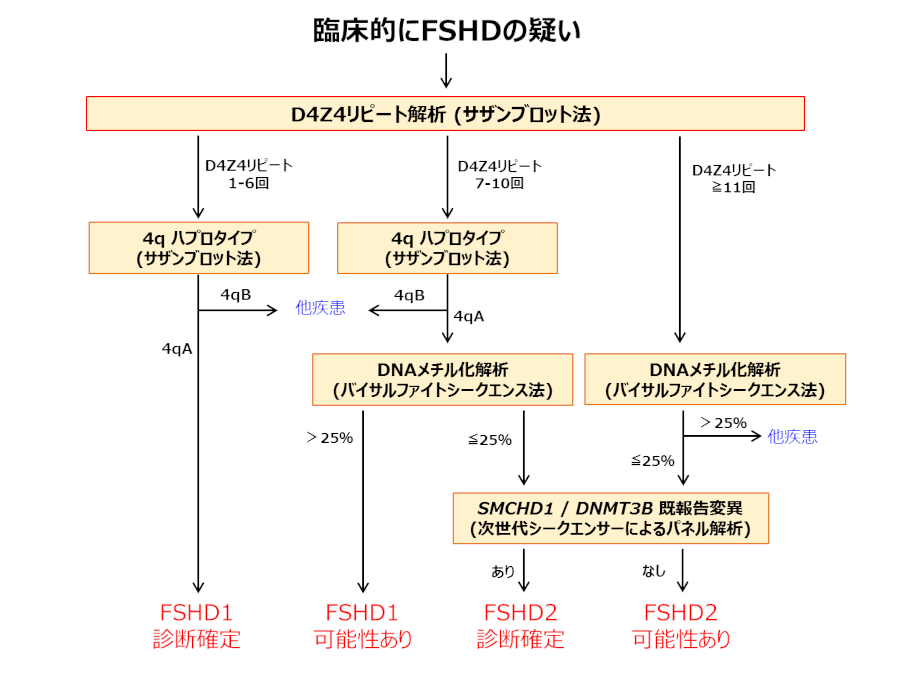 顔面肩甲上腕型筋ジストロフィーの遺伝学的診断