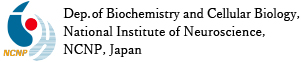 NCNP 国立研究開発法人 国立精神・神経医療研究センター 神経研究所　疾病研究第6部