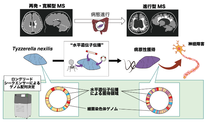 本研究の概念図