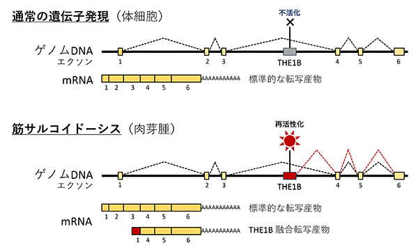 図1：THE1B融合転写産物の模式図