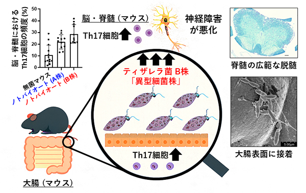 ティザレラ菌B株が神経炎症に与える影響の模式図