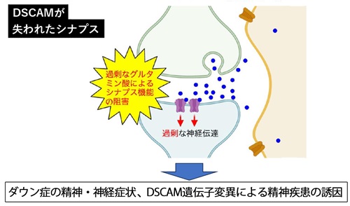 DSCAMが失われたシナプス