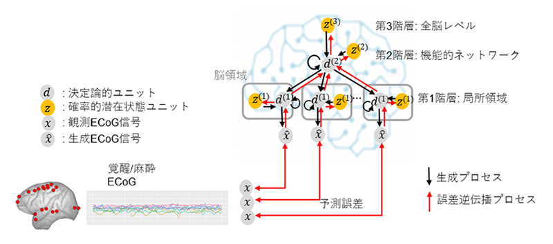 新たなデジタルツイン脳シミュレーターの開発: 霊長類の脳の状態を反映させたシミュレーションの実現