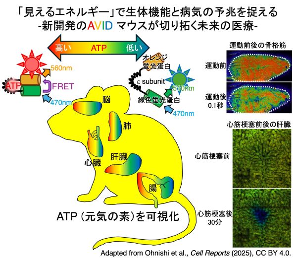 ATPを可視化