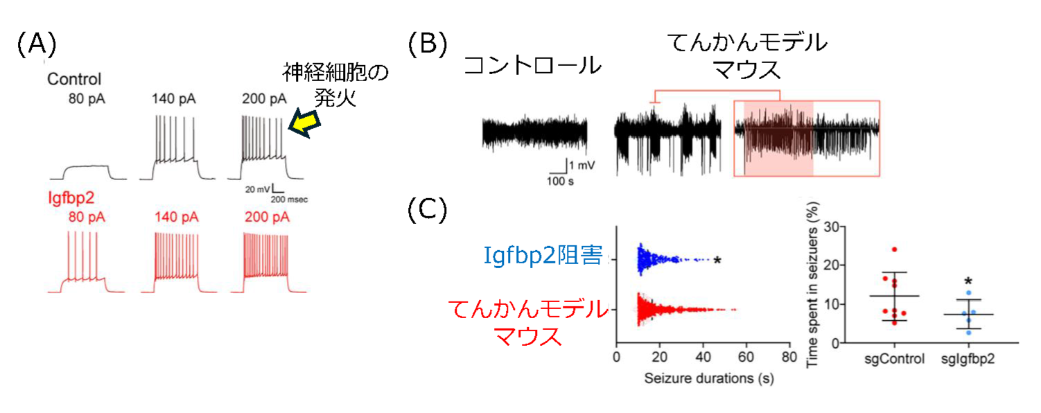 図 2：Igfbp2の阻害はてんかん発作を抑制する