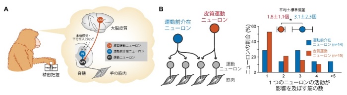 なぜヒトの手はこんなに器用? 古い神経回路と新しい神経回路が役割分担して 柔軟さと安定性を両立させていることを発見