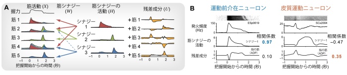 図２　手指運動中の筋活動を制御する二つの成分 (A)手の運動中の筋活動を、少数の「基本的な活動パターン」の組み合わせで説明できる成分（筋シナジー活動）と、「個々の筋肉の独自の成分」（残差成分）に分解した。(B)運動前介在ニューロンは筋シナジー活動とよく相関した活動を示したのに対して、皮質運動ニューロンはより残差成分に近い活動を示した。