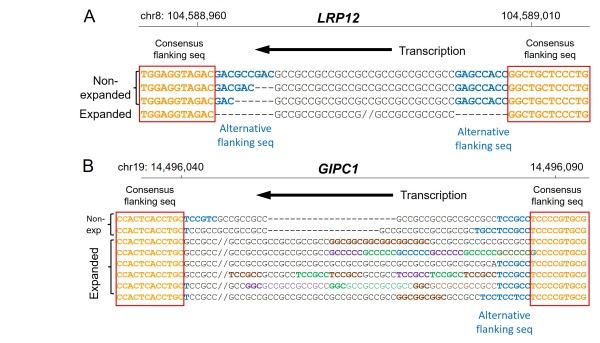 【図１】疾患リピート伸長DNA鎖における近傍配列、リピート配列の	相違 A. LRP12遺伝子リピート部位のDNA配列。リピート伸長DNA鎖ではAlternative Flanking Seq（代替隣接配列：青字）が失われている。矢印：転写方向を示す。//：GCC伸長、Expanded: リピート伸長鎖、Non-expanded:非伸長鎖。B. GIPC1遺伝子リピート部位のDNA配列。伸長リピートの５’側には、GCC以外の配列が挿入され、GCCの連続性が失われている。矢印：転写方向を示す。//：GCC伸長、Expanded: リピート伸長鎖、Non-exp: 非伸長鎖。