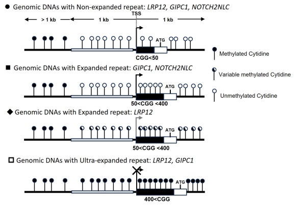 【図２】リピート上流のメチル化により多様な症状が引き起こされるモデル ●：リピート非伸長鎖。非メチル化のため、遺伝子発現は維持されるが、病因性のあるリピート伸長がない。■：GIPC1, NOTCH2NLC遺伝子リピート伸長鎖。50-400リピートサイズであり、メチル化はないため、発現抑制は受けていない。そのため、リピート長と臨床症状に強い負の相関がみられる。 ◆：LRP12遺伝子リピート伸長鎖。50-400リピートサイズであり、不均一にメチル化を受けている。このメチル化により、部分的に遺伝子発現が抑制され、リピートサイズと臨床症状の相関関係は崩れている。 □：超長リピート伸長鎖。罹患者の家族に見られる400リピートを超える伸長鎖では、高メチル化により遺伝子発現は抑制されている。その結果、OPDM発症も抑制される。