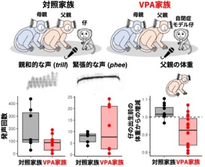 図1. 自閉症モデル仔を育てる家族（VPA家族）の音声コミュニケーション 自閉症モデル仔を育てる家族では、親和的音声が減少し、緊張的音声が増加しました。これらの変化は仔の離乳期に顕在化しました。さらに、同時期に仔育てを担う父親個体の体重減少が認められ、家庭内コミュニケーションの変化と養育負担の関連性が示唆されます。