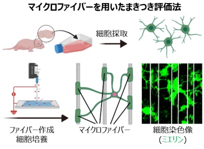 図２．まきつきの評価法 ヒトiPS細胞から作成したオリゴデンドロサイトを用いた検討も可能。