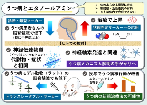 「エタノールアミン」が示すうつ病のメカニズムと診断・治療の可能性 ― 新規バイオマーカーや新しい治療法開発への道 ―