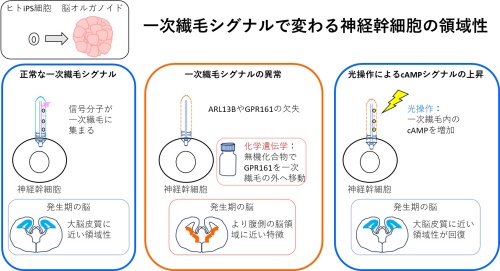 一次繊毛シグナルで変わる神経幹細胞の領域性
