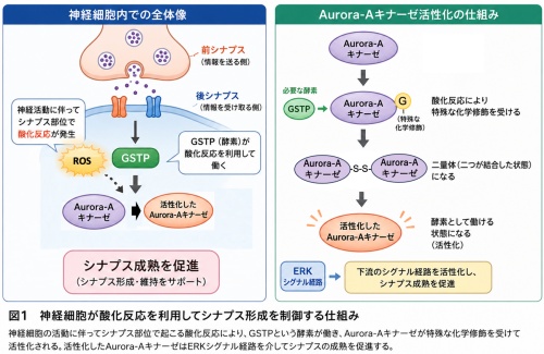 図1 神経細胞が酸化反応を利用してシナプス形成を制御する仕組み