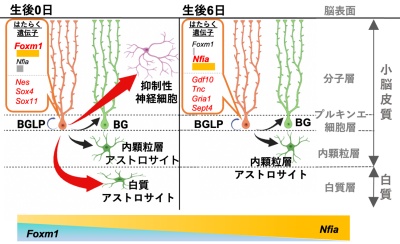 小脳アストロサイト多様性の起源を解明 ― 世界最先端Xenium解析で前駆細胞の時間制御分子機構を明らかに ―