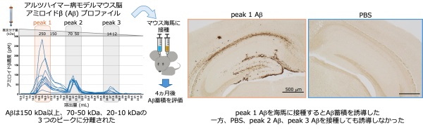【図】 アルツハイマー病モデルマウス脳由来peak 1 AβはAβ蓄積を誘導する
