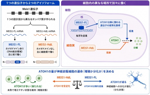 １つの遺伝子から生まれた2つのタンパク質が神経細胞誕生の 「アクセル」と「ブレーキ」を担う ―小脳発達におけるアイソフォームの新たな働きを発見―
