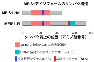 図2　MEIS1-FLとMEIS1-HdLのタンパク質構造