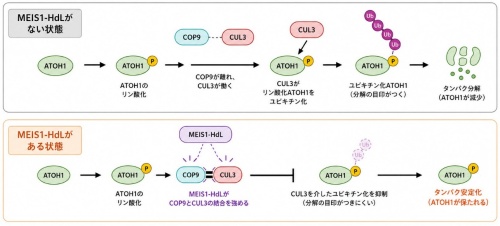図3　MEIS1-HdLがCUL3の働きを抑え、ATOH1を分解から守る仕組み