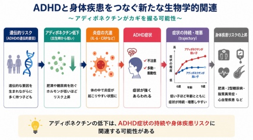 ADHDと肥満・糖尿病をつなぐ新たな生物学的関連を発見 ～ADHDの病態にアディポネクチンが関与～