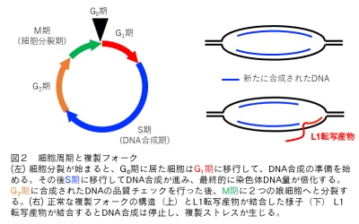 図2細胞周期と複製フォーク