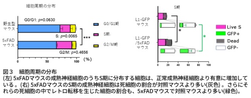 図3 細胞周期の分布