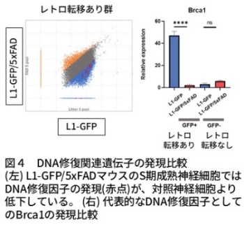 図4 DNA修復関連遺伝子の発現比較