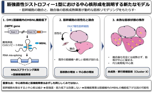 【図2】DM1における中心核形成メカニズム