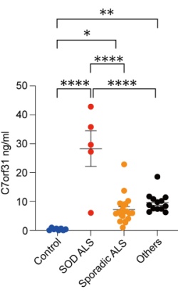 図3．血中C7orf31はSOD1遺伝子変異型ALS患者において孤発性ALS患者や パーキンソン病などの他の神経疾患と比較して高い傾向が認められました。