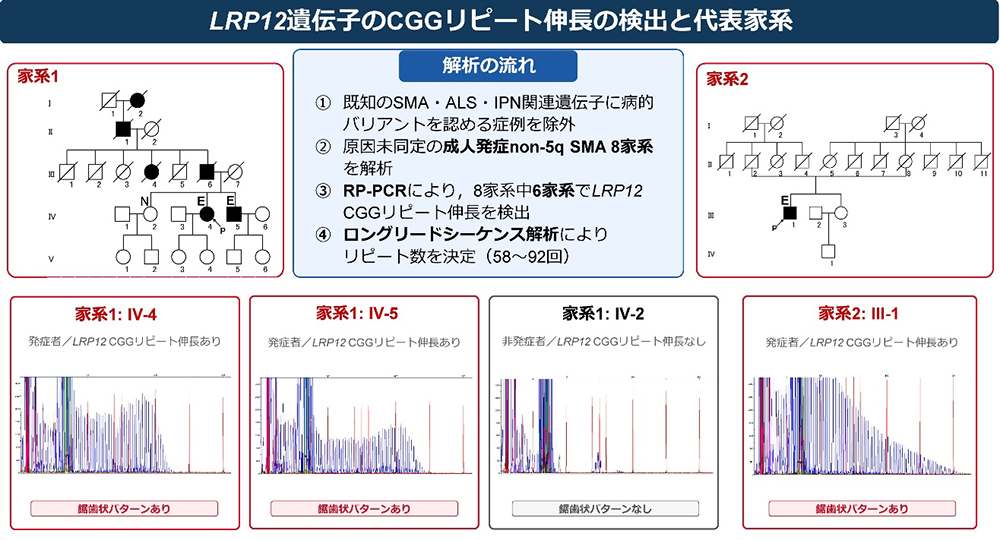 図1：LRP12 遺伝子のCGGリピート伸長の検出と代表家系